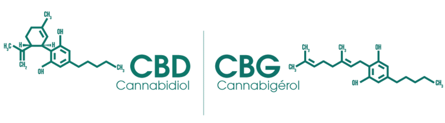 cbd vs cbg weedoc